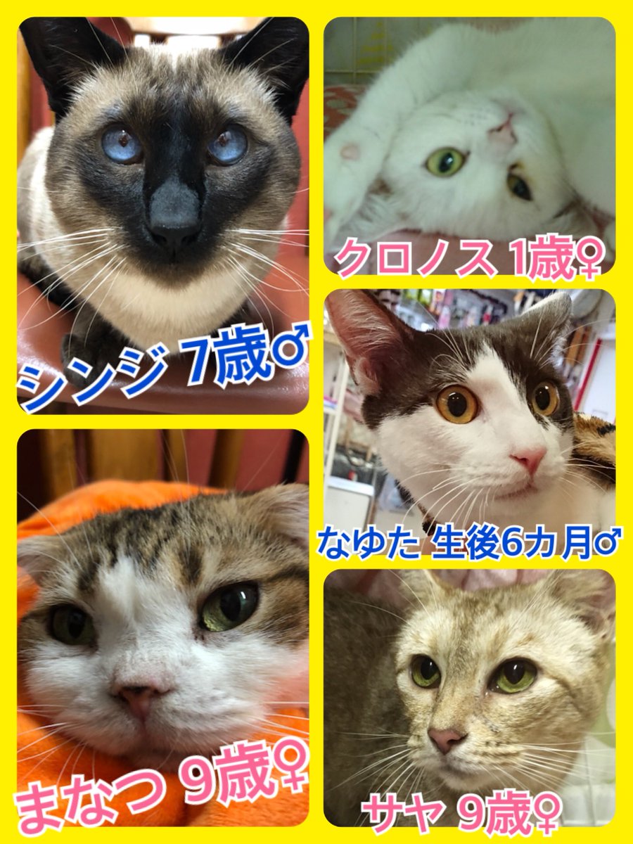 🐱今月は猫ちゃんの卒業強化月間🐾今日の里親様募集中ニャンコ🐱メンバーです🐾2018,11,11